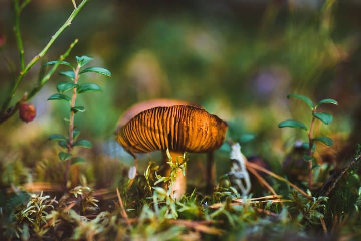 Lapland Nature Experience: Berry Picking, Fishing & Photography