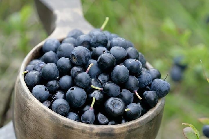 Lapland Nature Experience: Berry Picking, Fishing & Photography