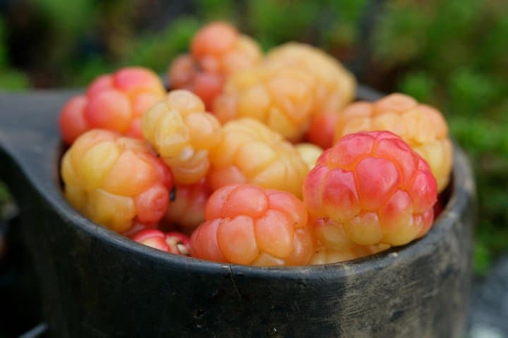 Lapland Nature Experience: Berry Picking, Fishing & Photography