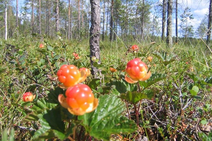 Lapland Nature Experience: Berry Picking, Fishing & Photography