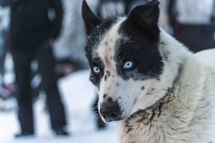 Reindeer and Huskies Sled Ride Combo with Professional Photos