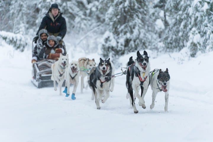 Local Husky Experience with Sled Ride and Photographer