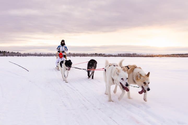 Husky Farm Visit with Husky Safari - Saariselkä