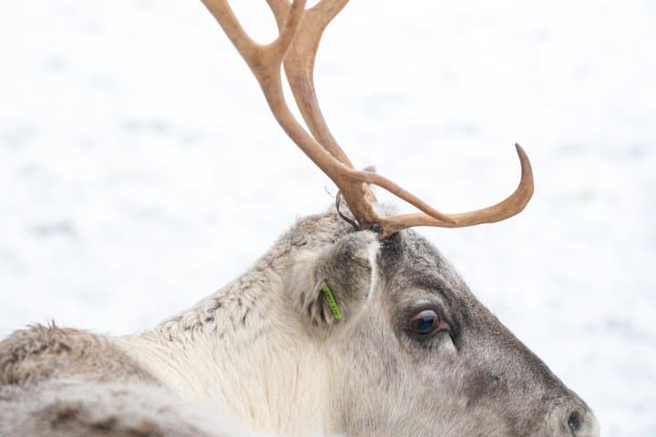 Rovaniemi Reindeer Farm Visit and Long Sleigh Ride