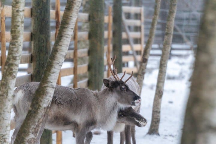Rovaniemi Reindeer Farm Visit and Long Sleigh Ride