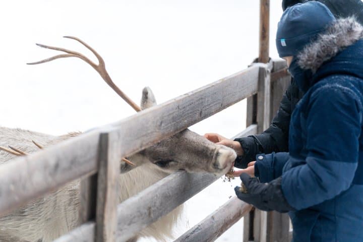 Rovaniemi Reindeer Farm Visit and Long Sleigh Ride