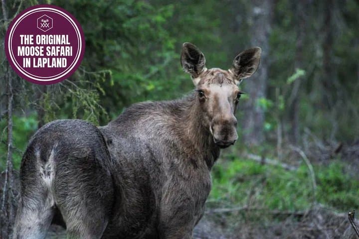 Moose Safari with Experienced Local Guide - Rovaniemi