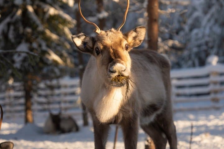 Rovaniemi Reindeer Farm Visit and Sleigh Ride