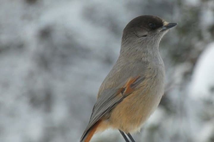 Secrets of Inari's Snowy Forest - Biologist-Led Snowshoe Walk