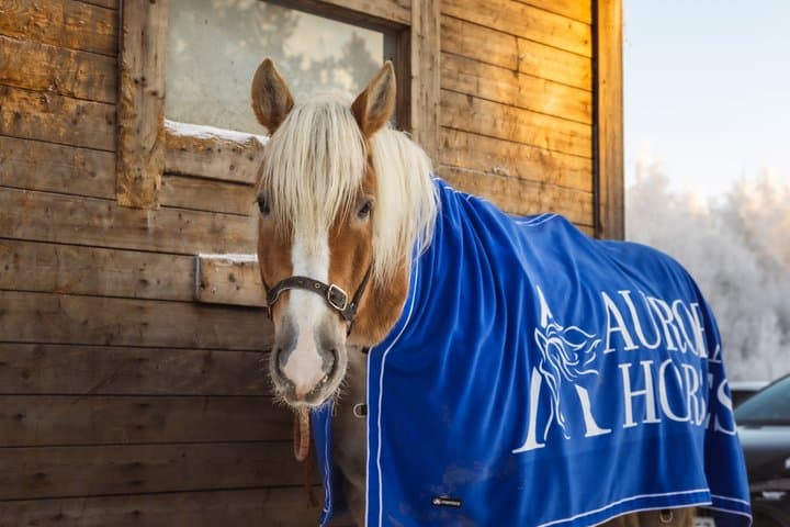 Riding Tour with Finnhorses at Santa Claus Village