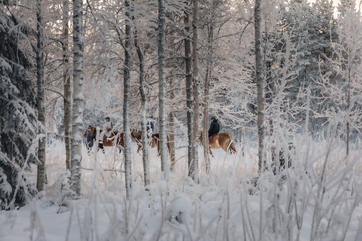 Riding Tour with Finnhorses at Santa Claus Village