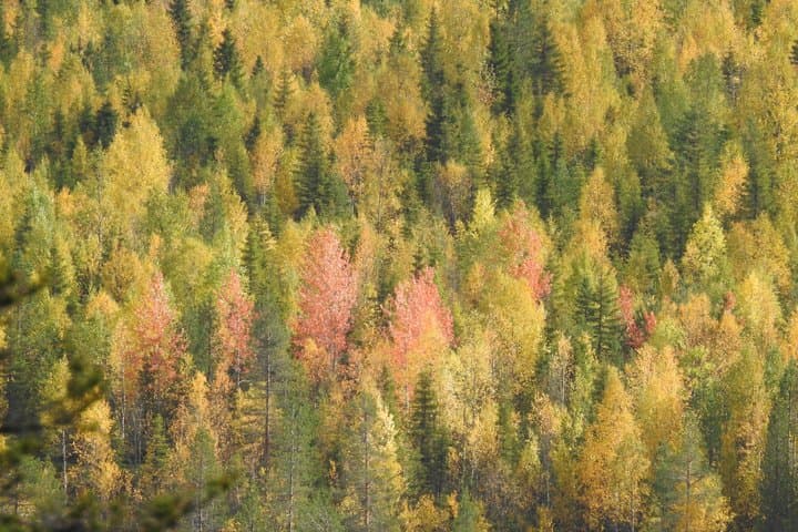 Riisitunturi National Park Autumn Hiking from Ruka-Kuusamo