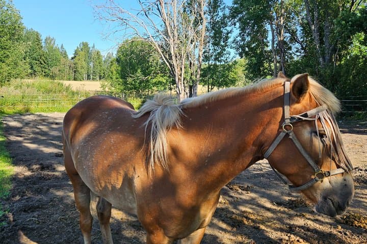 Experience Finnish countryside and harness horses by Vantaanjoki