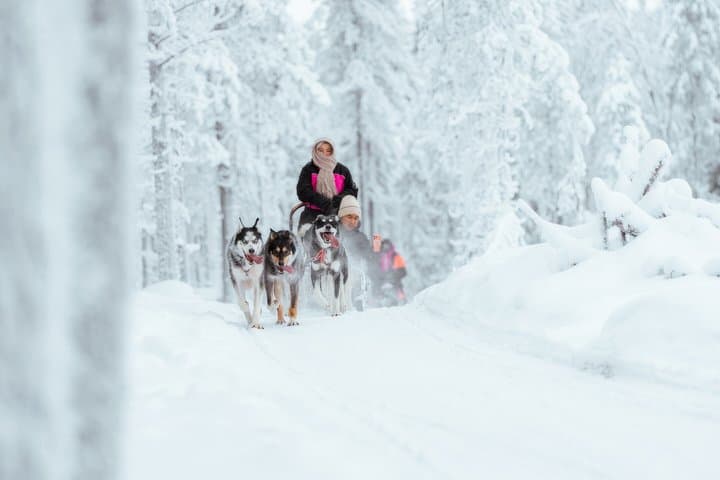 Kemijärvi: Insider 5km husky ride + Santa Claus Village Tour