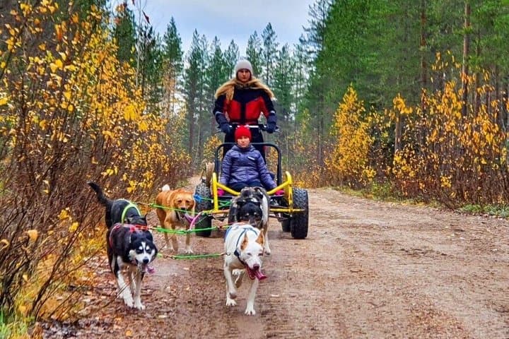 Husky Cart Adventure in Wilderness BBQ 4 to 6 km Self Drive