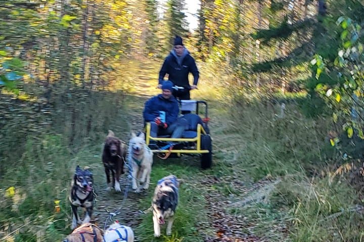 Husky Cart Adventure in Wilderness BBQ 4 to 6 km Self Drive
