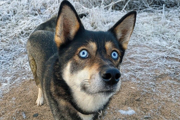 Husky Cart Adventure in Wilderness BBQ 4 to 6 km Self Drive