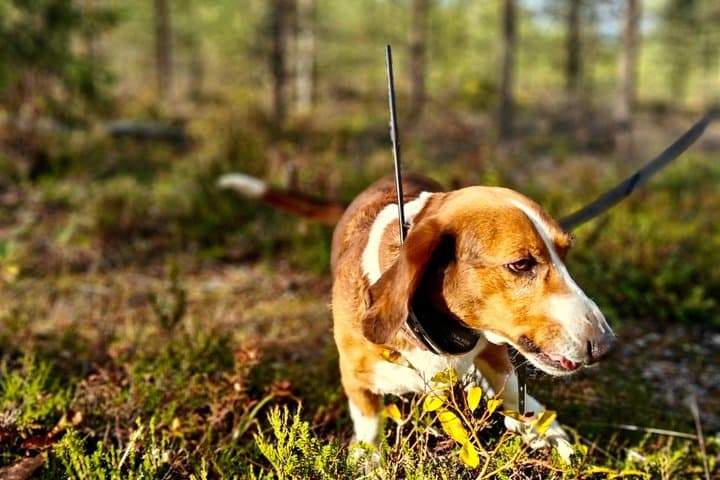 Lapland Forest Dog Tracking Tour with BBQ