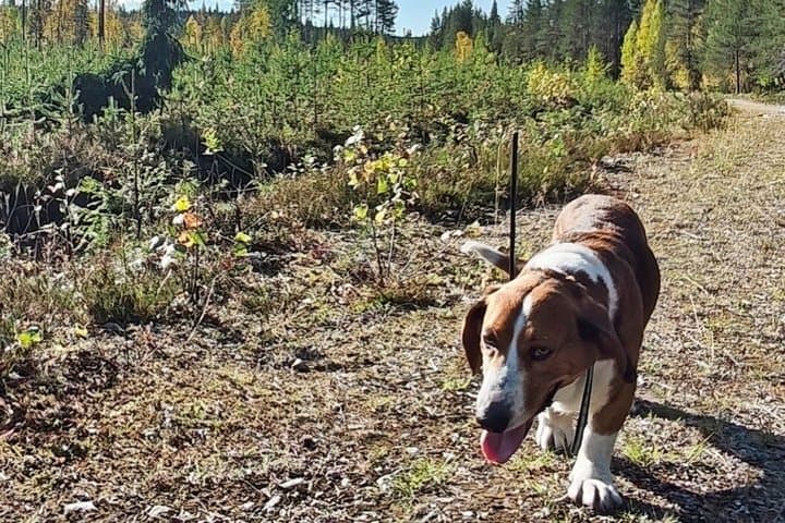 Lapland Forest Dog Tracking Tour with BBQ