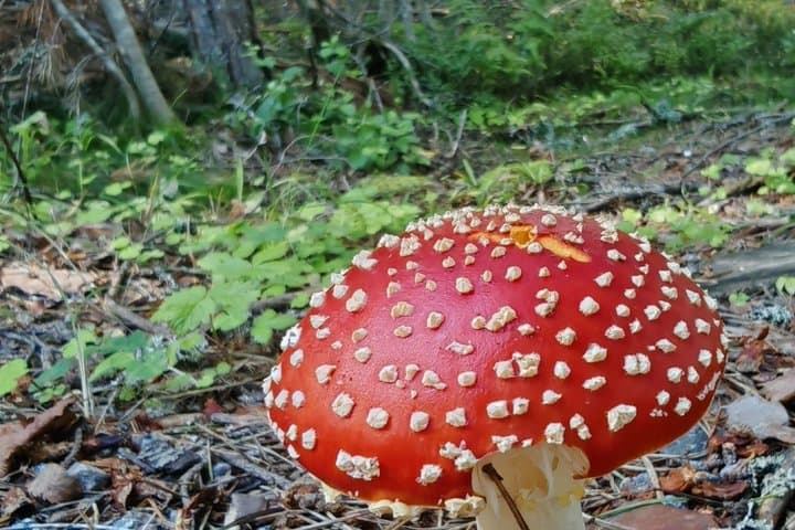 Forest Mind Nature Experience