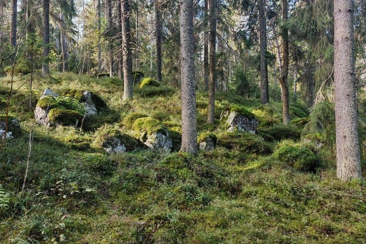 Forest Mind Nature Experience