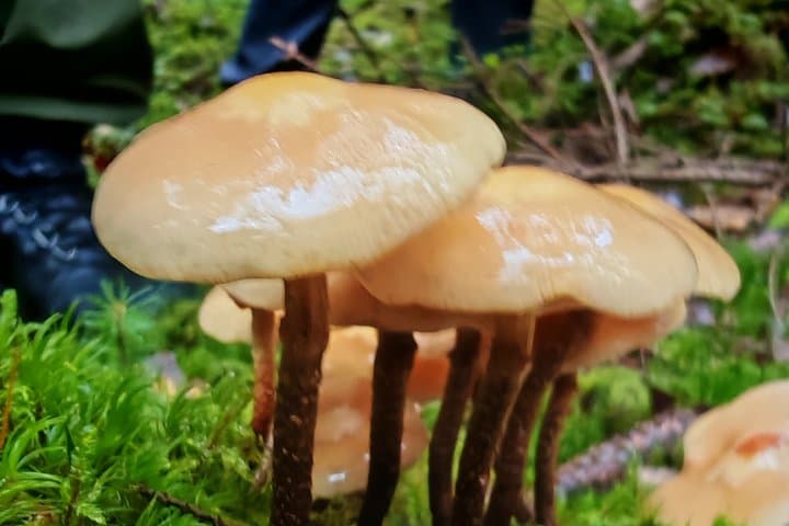 Forest Mind Nature Experience