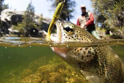 Fishing