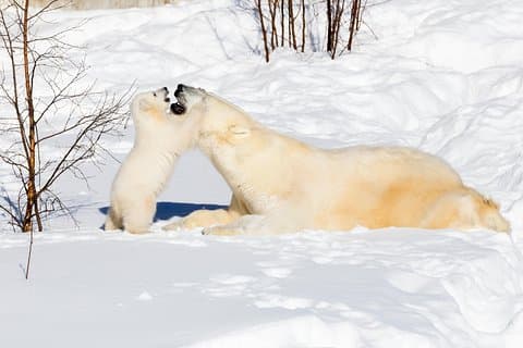 Arctic Zoo