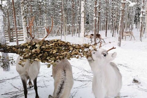 Reindeer Farm & Feeding reindeers