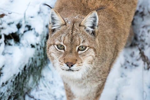 Ranua WildLife Zoo Park