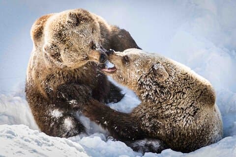 Brown Bears playing in the snow