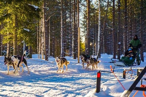 Husky SAFARI @NF TEAM