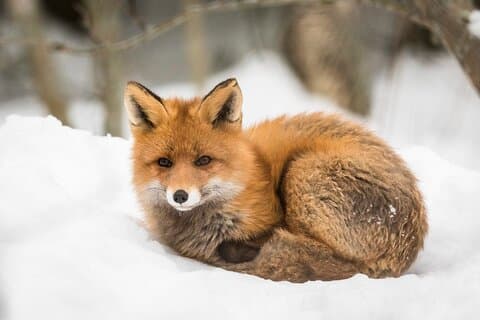 Rovaniemi to Ranua Zoo