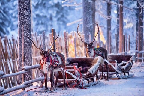Rovaniemi: Reindeer Sleigh Ride (2,5km) Through Snowy Landscapes