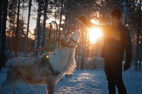 Reindeer Feeding Experience with Local Guide in Levi