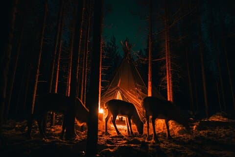 Ivalo: Aurora Hunting with Reindeer