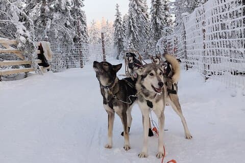 Each of our alaskan huskies have their own unique look