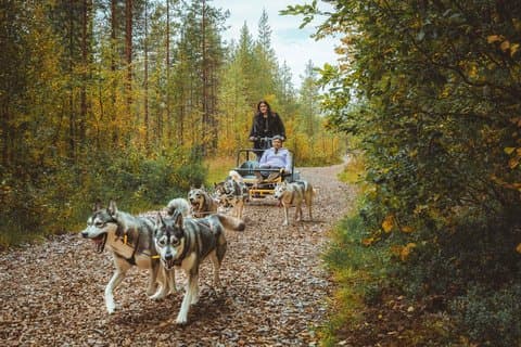 Autumn Husky Ride on Wheels, Apukka Resort Rovaniemi