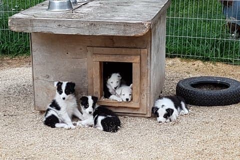 Husky kennel Visit with Wagon or Sled Ride