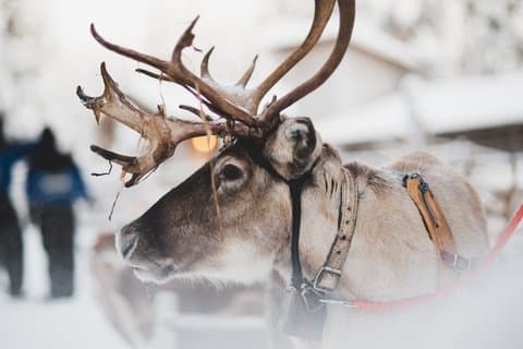 Snowmobile Safari with Reindeer Feeding and Sleigh Ride in Levi