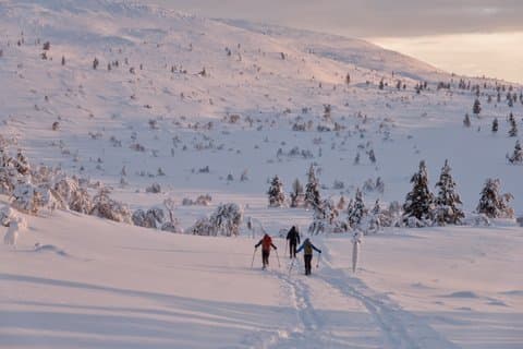 Backcountry Skiing Tour in Ylläs Wilderness