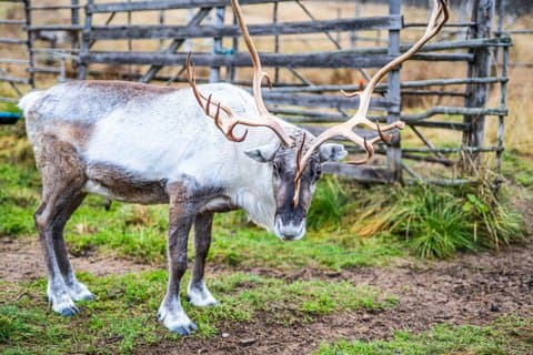 Autumn Local Reindeer Farm Visit with Professional Photographer