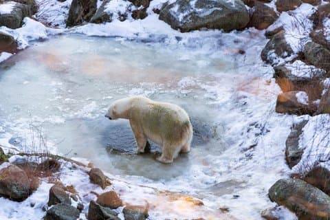 Visit to Ranua Wildlife Park - Rovaniemi