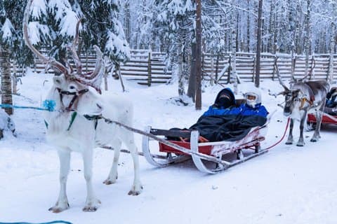 Snowmobile Safari to Reindeer Farm - Rovaniemi