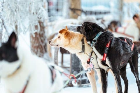 Rovaniemi: Insider Bucket List Adventure