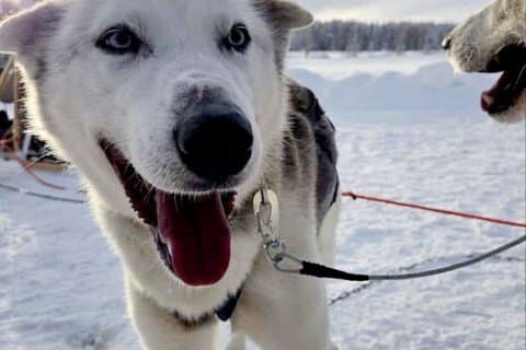 Husky Sledding Ride in Levi 5 KM