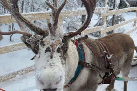 Reindeer Family Trip & Visit husky Kennel