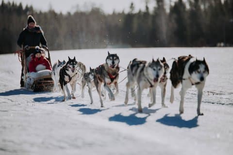 Experience 5-km Husky Safari from Levi