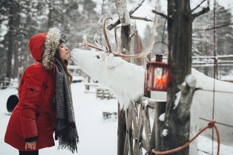 Rovaniemi Reindeer Adventure: 500m Sleigh Ride