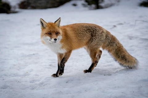 Rovaniemi : Ranua Wild Life Park Tour with Transfers
